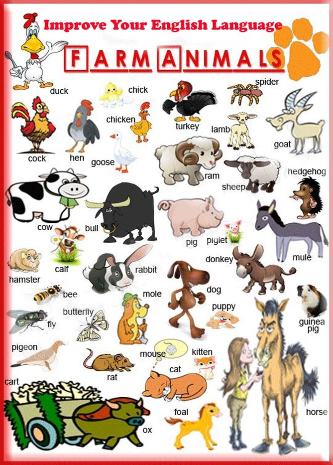 Animals - English for teachers with Tofiga Mammadova